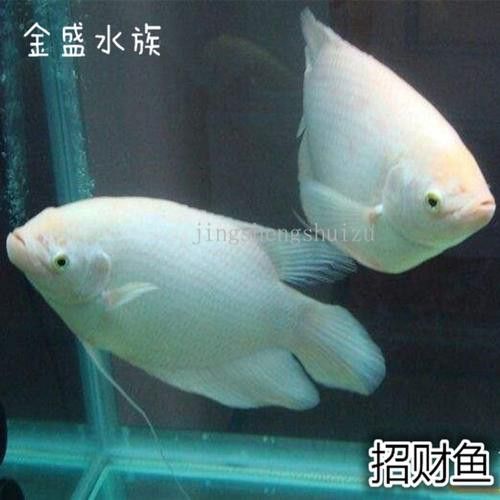 戰船魚可以和龍魚混養嗎圖片大全