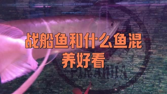 戰船魚可以和龍魚混養嗎圖片大全