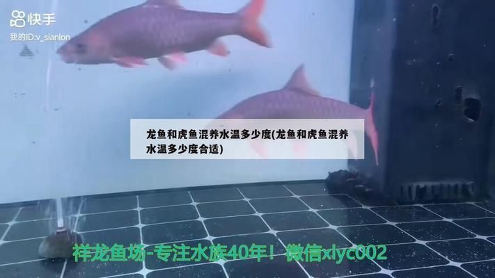 龍魚與虎魚混養好不好呀：龍魚與虎魚混養在觀賞魚愛好者中是一個備受關注的話題