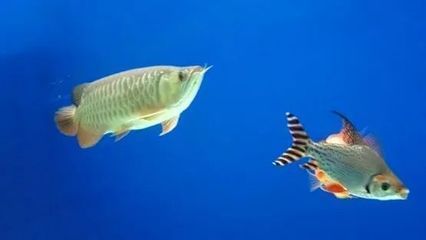 飛鳳吸龍魚：飛鳳吸龍魚主要是因為龍魚受傷、生病或是身體出現了細菌和寄生蟲