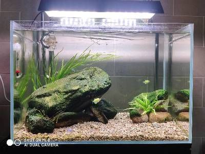 48長30寬魚缸造景，水草泥與鵝卵石造景對(duì)比