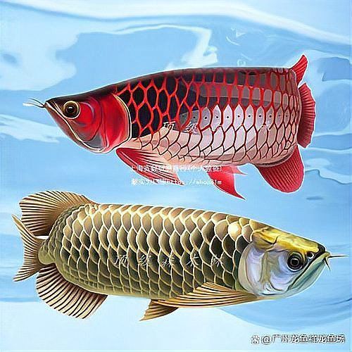 一號紅龍和橙紅龍哪個更強？