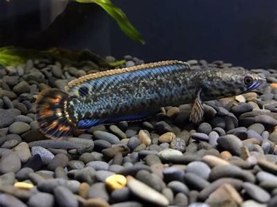 各種龍魚價格對比圖（各種龍魚價格對比圖（2019-03-08））
