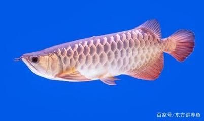 金龍魚水質ph值多少為好：金龍魚在水質ph值方面的最佳范圍是6.5-7.5