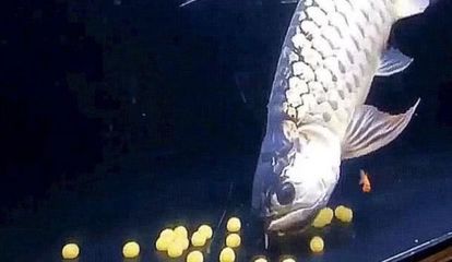 紅龍魚怎樣喂食能養出好體型的魚呢視頻教學（紅龍魚怎樣喂食能養出好體型的魚呢視頻教學下載）