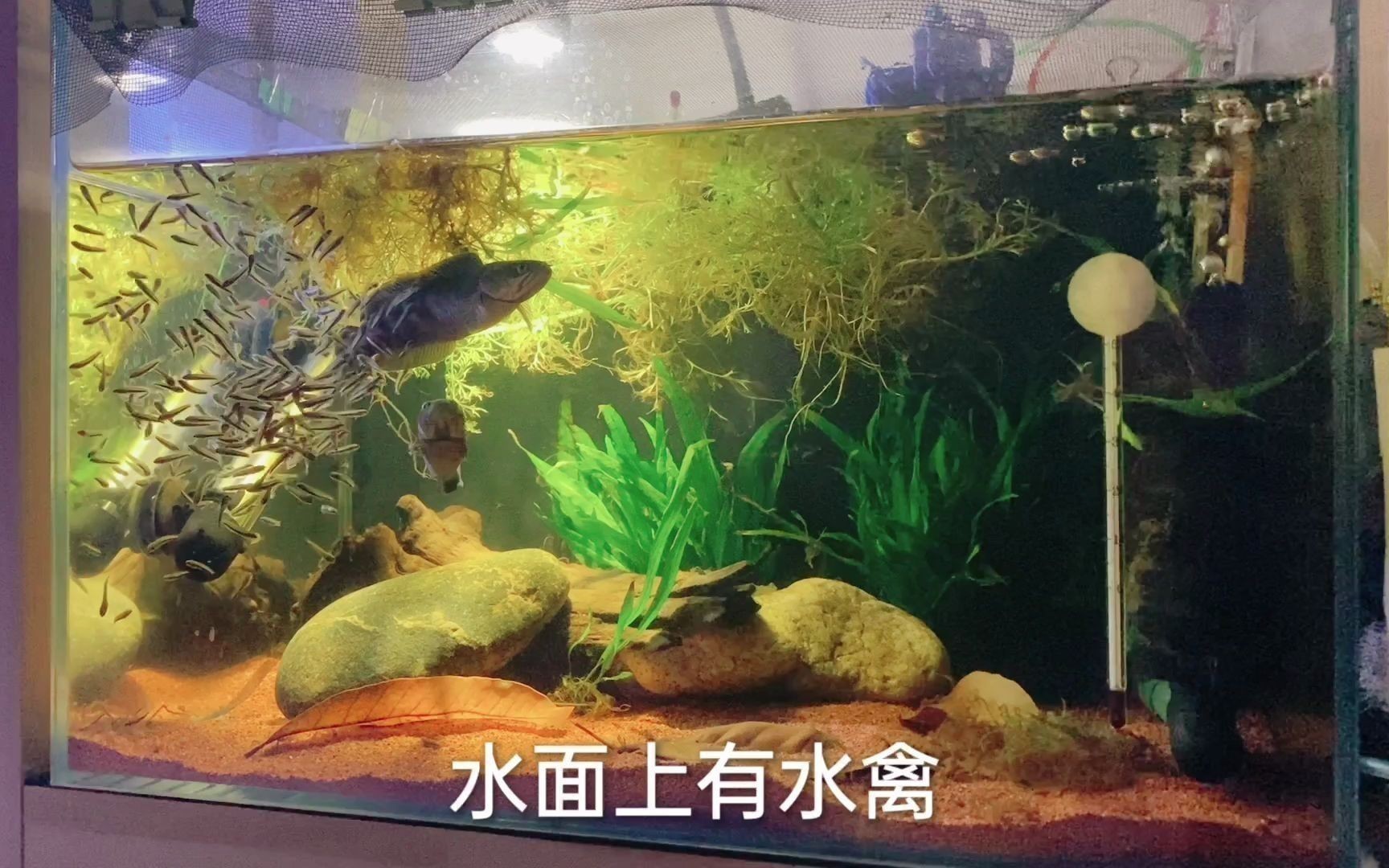 彩虹雷龍魚繁殖時需要注意什么？