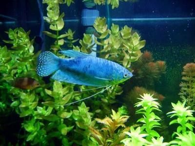 龍魚能和七星刀魚養(yǎng)一起嗎：龍魚能與七星刀魚混養(yǎng)在一起以增添樂趣和觀賞價(jià)值