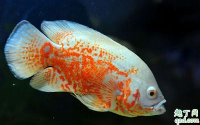 龍魚能和七星刀魚養(yǎng)一起嗎：龍魚能與七星刀魚混養(yǎng)在一起以增添樂趣和觀賞價(jià)值
