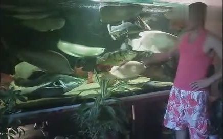 龍魚能和七星刀魚養(yǎng)一起嗎：龍魚能與七星刀魚混養(yǎng)在一起以增添樂趣和觀賞價(jià)值
