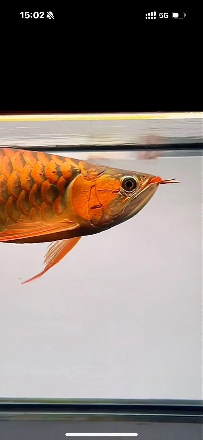 紅龍魚膽小