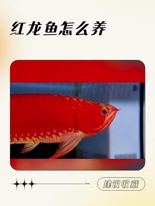 紅龍魚膽小