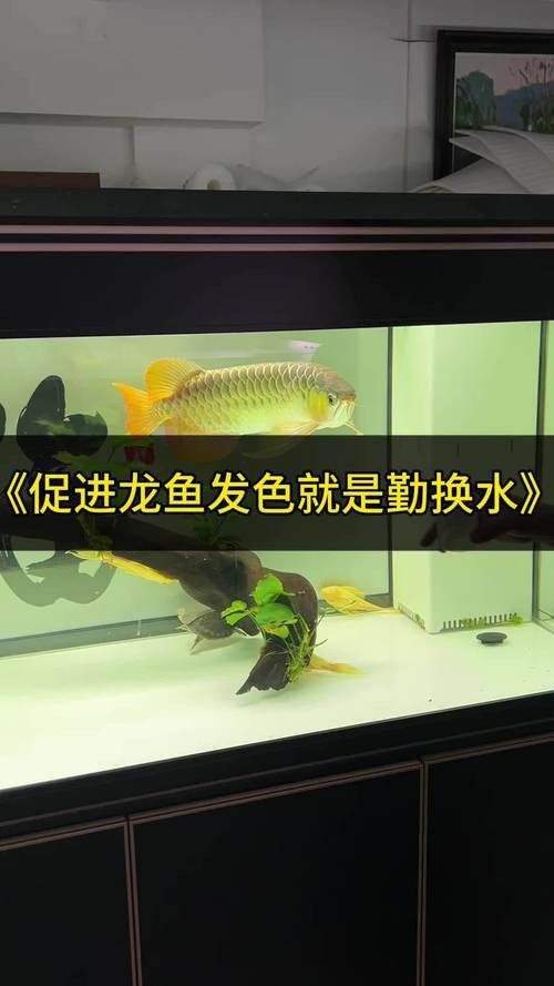 紅龍魚膽小
