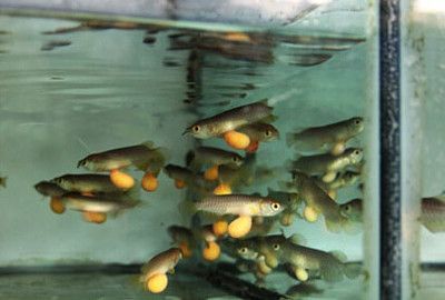 龍魚能吃河魚嗎怎么喂養：龍魚可以吃河魚嗎喂養龍魚時需要注意什么