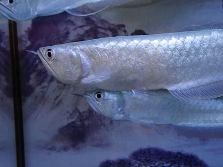 銀龍魚魚鱗潰爛圖片大全