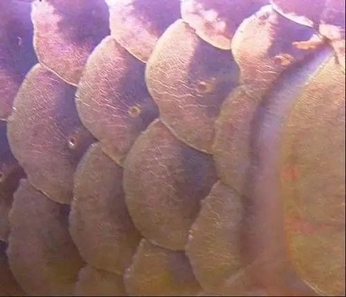 銀龍魚魚鱗潰爛圖片大全
