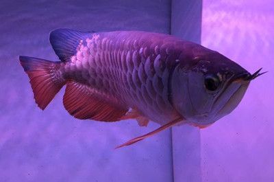 龍魚游起來無力別的魚去咬它：如何預防龍魚游動無力