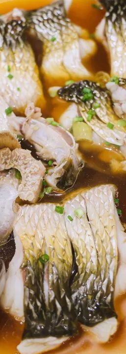 寧波龍魚批發市場在哪里