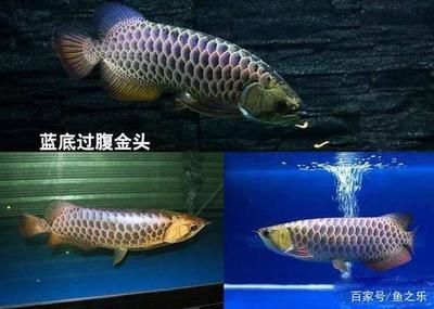 龍魚背部（龍魚背部的鱗片發(fā)黑的急救措施龍魚鱗片發(fā)黑的急救措施）