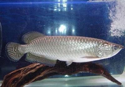 龍魚背部（龍魚背部的鱗片發(fā)黑的急救措施龍魚鱗片發(fā)黑的急救措施）