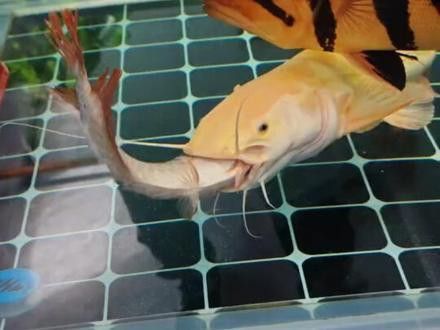 大型招財(cái)魚和龍魚混養(yǎng)的視頻大全