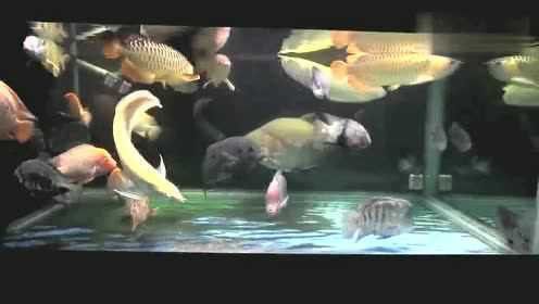 大型招財(cái)魚和龍魚混養(yǎng)的視頻大全