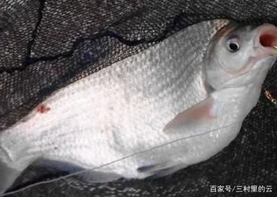 龍魚眼充血怎么治（龍魚眼充血可能由多種因素引起，治療方法需要根據不同原因進行調整）
