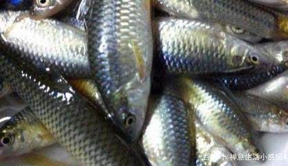 龍魚眼充血怎么治（龍魚眼充血可能由多種因素引起，治療方法需要根據不同原因進行調整）