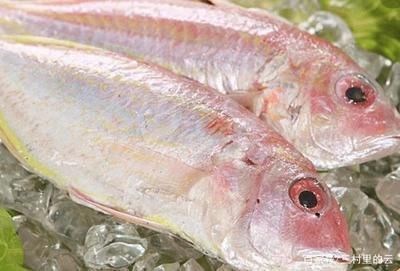 龍魚眼充血怎么治（龍魚眼充血可能由多種因素引起，治療方法需要根據不同原因進行調整）