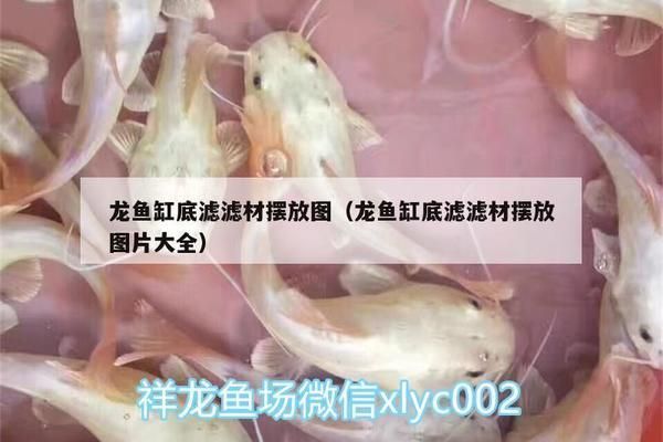 龍魚缸底濾濾材擺放教程：如何正確放置龍魚缸底濾濾材的步驟