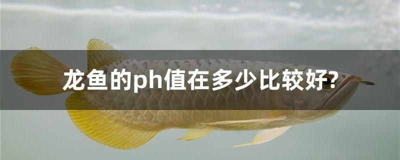 龍魚可以和帝王三間混養嗎：如何鑒別帝王三間的雌雄,混養龍魚和帝王三間的注意事項