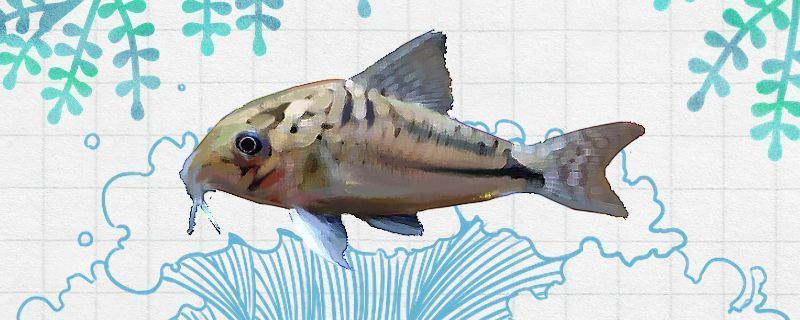龍魚可以和帝王三間混養嗎：如何鑒別帝王三間的雌雄,混養龍魚和帝王三間的注意事項