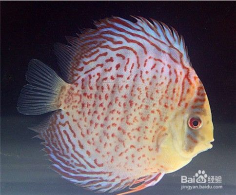 紅龍魚顏色變黑了怎么辦呢 紅龍魚顏色變黑了怎么辦呢 龍魚百科