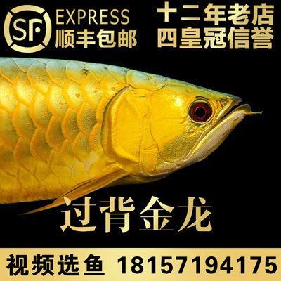 古典和24k金龍魚：古典藝術與24k金龍魚的融合