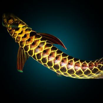 古典和24k金龍魚：古典藝術與24k金龍魚的融合