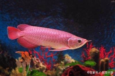 紅龍魚可以養幾條（關于紅龍魚飼養數量的詳細信息）