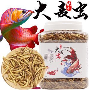 金龍魚成年要多久喂一次龜糧：金龍魚一天喂多少次食金龍魚一天喂多少次食物比較好