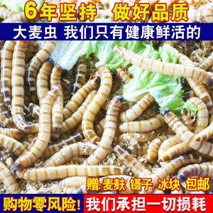 金龍魚成年要多久喂一次龜糧：金龍魚一天喂多少次食金龍魚一天喂多少次食物比較好