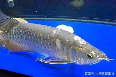 龍魚換水后不吃食：龍魚換水后不吃食是一個常見的問題，可能由多種因素引起 龍魚換水后不吃食：龍魚換水后不吃食是一個常見的問題，可能由多種因素引起 龍魚百科 第4張