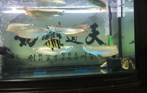 極品銀龍魚多少錢一條（極品銀龍魚養殖技巧有哪些如何辨別銀龍魚品質） 極品銀龍魚多少錢一條（極品銀龍魚養殖技巧有哪些如何辨別銀龍魚品質） 龍魚百科 第5張