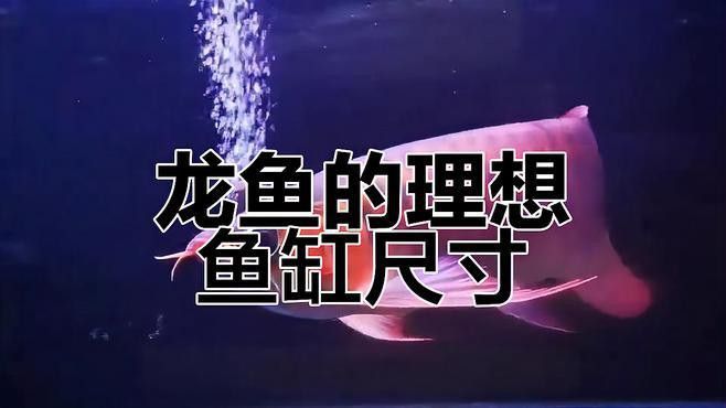 龍魚需要多大的活動空間？