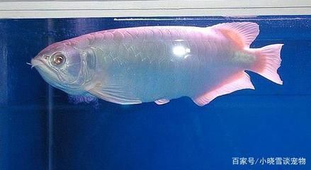 金龍魚溫度多少合適（金龍魚的適宜水溫范圍）