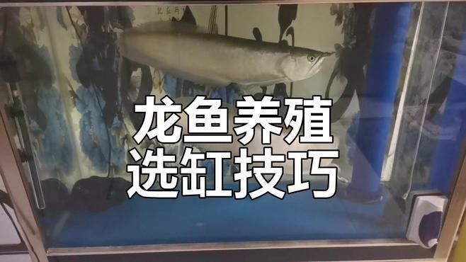 養(yǎng)龍魚用什么缸好養(yǎng) 養(yǎng)龍魚用什么缸好養(yǎng) 龍魚百科