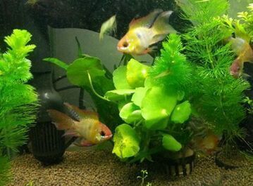 如何根據生辰八字選魚缸位置，如何判斷八字是否缺水