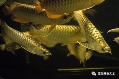龍魚兩條會打架嗎：龍魚兩條會不會打架？