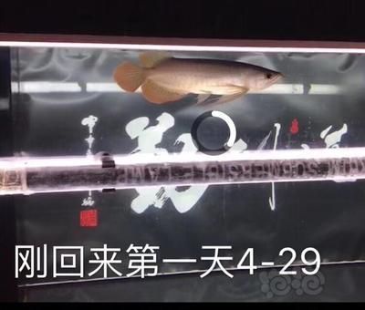 賽級(jí)和5A龍魚(yú)區(qū)別（賽級(jí)和5a龍魚(yú)有什么區(qū)別？）