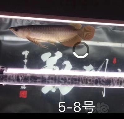 賽級(jí)和5A龍魚(yú)區(qū)別（賽級(jí)和5a龍魚(yú)有什么區(qū)別？）