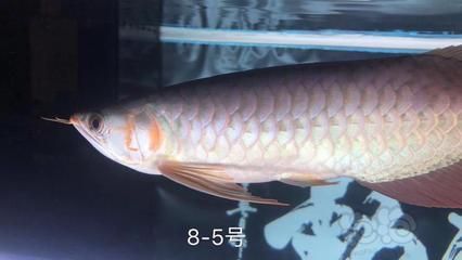 賽級(jí)和5A龍魚(yú)區(qū)別（賽級(jí)和5a龍魚(yú)有什么區(qū)別？）