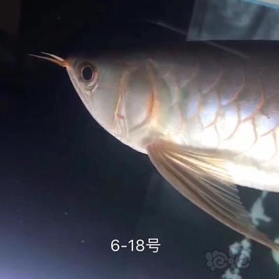 賽級(jí)和5A龍魚(yú)區(qū)別（賽級(jí)和5a龍魚(yú)有什么區(qū)別？）
