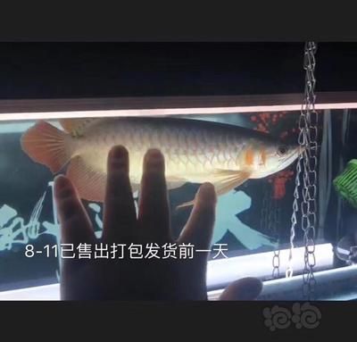 賽級(jí)和5A龍魚(yú)區(qū)別（賽級(jí)和5a龍魚(yú)有什么區(qū)別？）