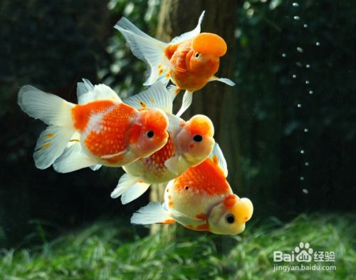 金龍魚沉在缸底是怎么回事（金龍魚沉在缸底可能有多種原因以下方法可以有效解決）